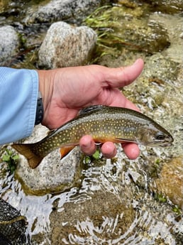 Brook Trout Fishing in Hume, California