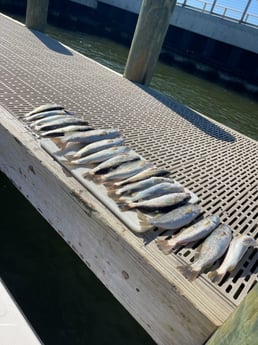 Speckled Trout / Spotted Seatrout Fishing in Gulf Shores, Alabama