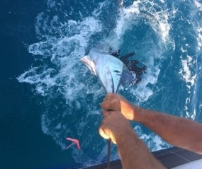 Sailfish Fishing in West Palm Beach, Florida