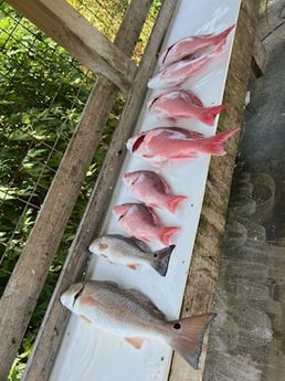 Red Snapper, Redfish Fishing in Boothville-Venice, Louisiana