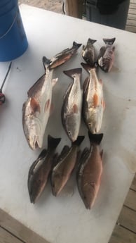 Redfish fishing in Pensacola, Florida