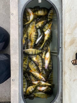 Perch Fishing in Manistee, Michigan