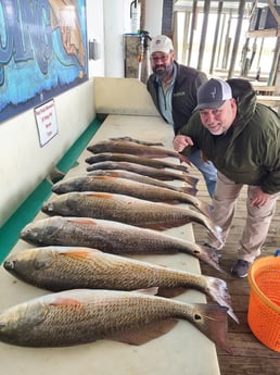 Black Drum, Redfish Fishing in Port O&#039;Connor, Texas
