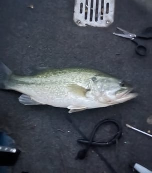 Largemouth Bass Fishing in Briarcliff, Texas