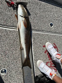 Redfish fishing in Holmes Beach, Florida