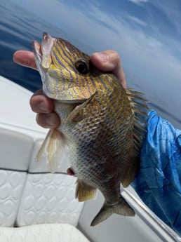 Grunt fishing in St. Augustine, Florida