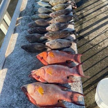 Grunt, Hogfish fishing in Clearwater, Florida