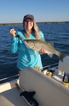 Hybrid Striped Bass Fishing in Runaway Bay, Texas