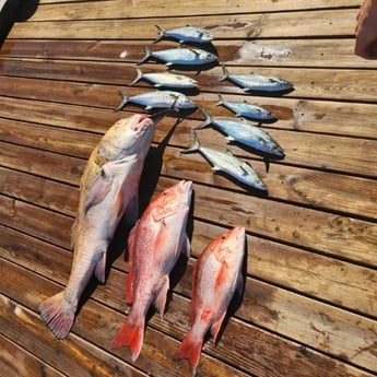 Red Snapper, Redfish, Spanish Mackerel Fishing in Pensacola, Florida