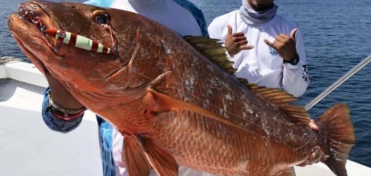 Cubera Snapper Fishing in Clearwater, Florida