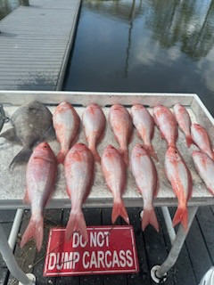 Red Snapper, Triggerfish, Vermillion Snapper Fishing in Santa Rosa Beach, Florida