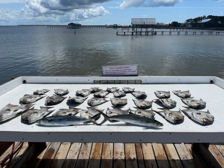 Spadefish, Spanish Mackerel Fishing in Gulf Shores, Alabama