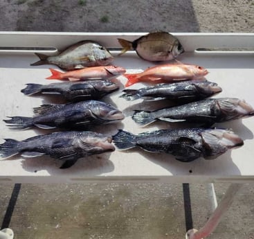 Black Seabass, Scup, Vermillion Snapper Fishing in Jacksonville, Florida