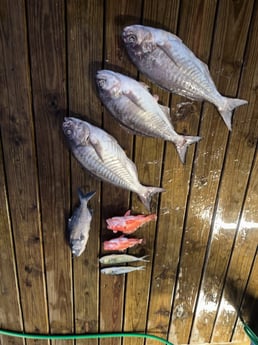 Mahi Mahi, Rockfish Fishing in Freeport, Texas
