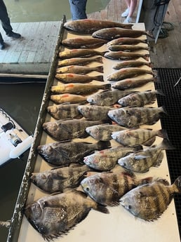 Black Drum, Redfish, Sheepshead Fishing in Buras, Louisiana