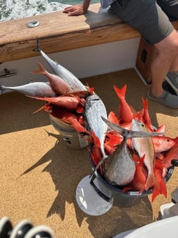 False Albacore, Scup, Vermillion Snapper Fishing in Destin, Florida