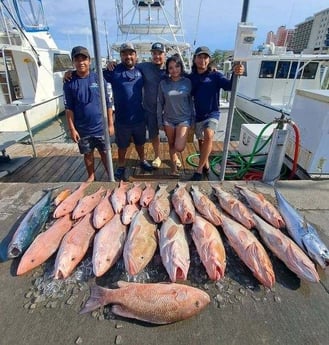False Albacore, Mangrove Snapper, Red Grouper, Red Snapper Fishing in Clearwater, Florida