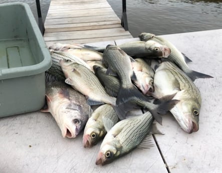 Hybrid Striped Bass Fishing in Burnet, Texas