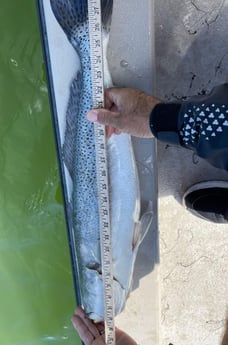Speckled Trout / Spotted Seatrout fishing in Fulton, Texas
