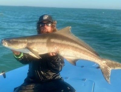 Cobia Fishing in Key West, Florida