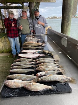 Black Drum, Flounder, Redfish, Speckled Trout / Spotted Seatrout Fishing in Surfside Beach, Texas