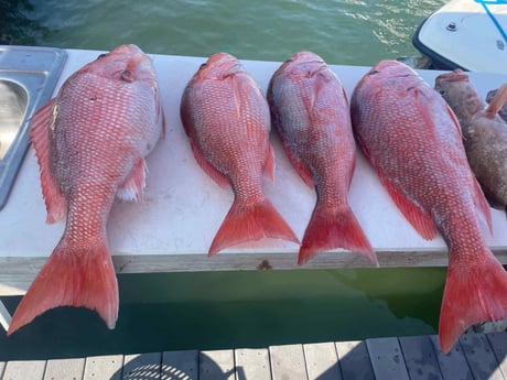 Red Grouper, Red Snapper Fishing in Madeira Beach, Florida