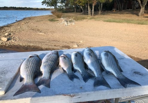 Hybrid Striped Bass Fishing in Burnet, Texas