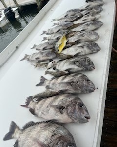 Florida Pompano, Sheepshead Fishing in Gulf Shores, Alabama