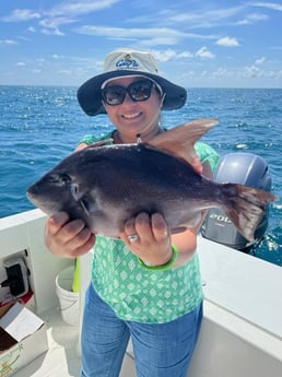Triggerfish Fishing in Marathon, Florida