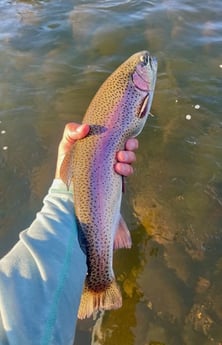 Rainbow Trout Fishing in Hume, California
