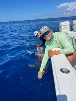 Blue Marlin Fishing in Miami, Florida