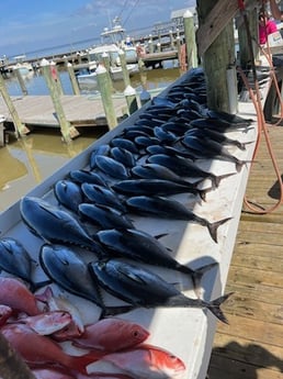Blackfin Tuna, Vermillion Snapper Fishing in Gulf Shores, Alabama