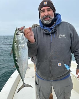 False Albacore Fishing in Beaufort, North Carolina
