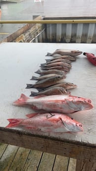 Mangrove Snapper, Red Snapper Fishing in Pensacola, Florida