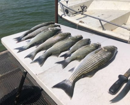 Striped Bass fishing in Burnet, Texas