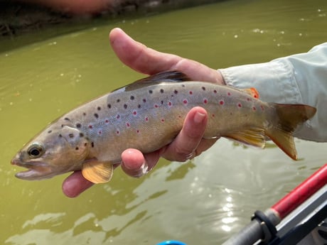 Brown Trout fishing in Roswell, Georgia