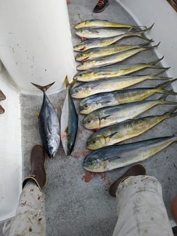 Mahi Mahi / Dorado, Yellowfin Tuna, Yellowtail Amberjack Fishing in San Diego, California