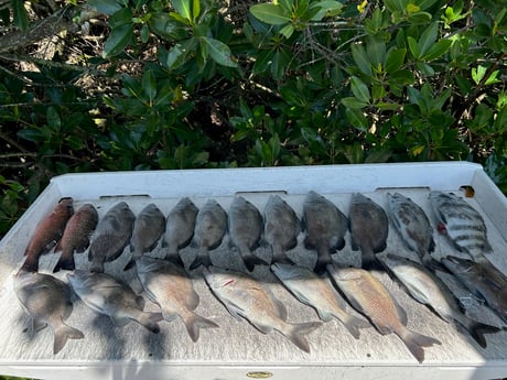 Fishing in Bay Pines, Florida