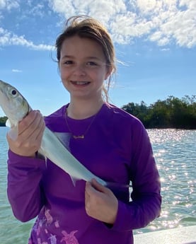 Ladyfish fishing in Key Largo, Florida