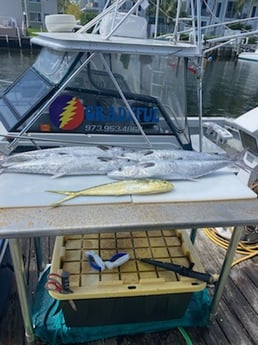 King Mackerel / Kingfish, Mahi Mahi / Dorado fishing in Pompano Beach, Florida