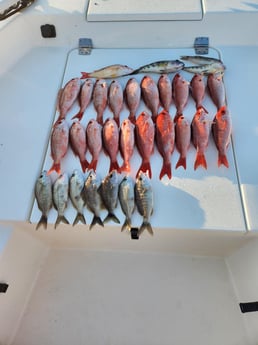 Fishing in Pensacola, Florida
