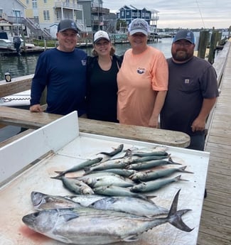 Bluefish, Bonito Fishing in Beaufort, North Carolina