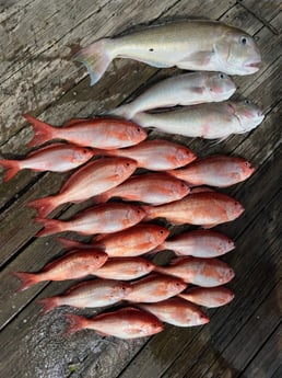 Red Snapper, Tilefish Fishing in Fort Pierce, Florida