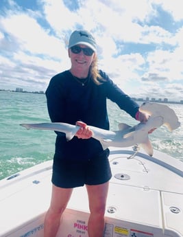 Hammerhead Shark Fishing in Fort Myers Beach, Florida