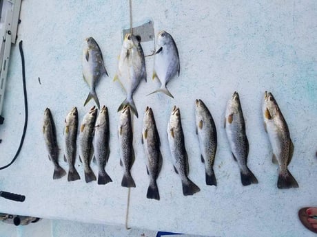 Florida Pompano, Speckled Trout Fishing in Crystal River, Florida