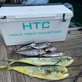Blackfin Tuna, Mahi Mahi / Dorado Fishing in Key Largo, Florida