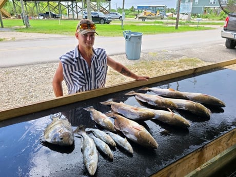 Redfish, Sheepshead, Speckled Trout / Spotted Seatrout fishing in Yscloskey, Louisiana