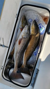 Redfish Fishing in Gulf Shores, Alabama