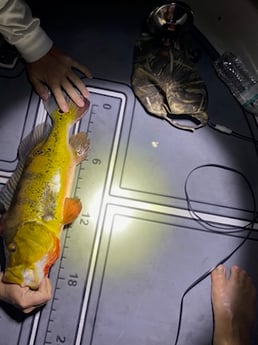 Fishing in Pembroke Pines, Florida