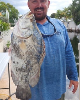 Tripletail fishing in Islamorada, Florida